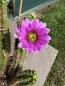 Preview: Echinocereus viereckii